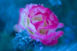 Rose Rose by Marjoleine Knappers