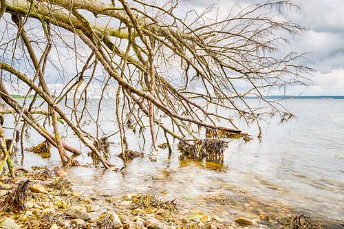 Vejle Fjord - Omgewaaide boom in het water
