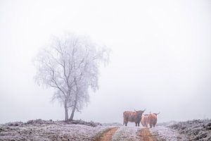 Les Highlanders écossais dans la neige