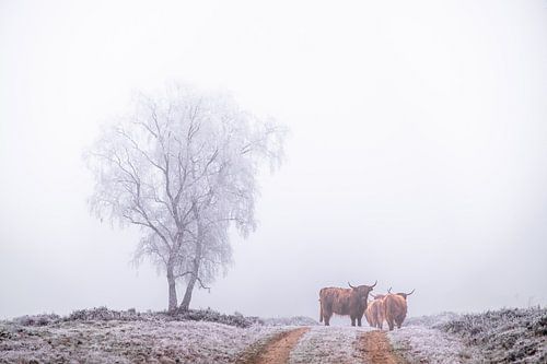 Schotse Hooglanders in de sneeuw van Niels Barto