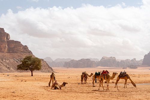 Wadi Rum, Jordanie