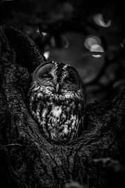 Waldkauz, versteckt in einem Baum #2 von Charlotte Hagg