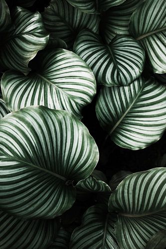 Tropical Leaves