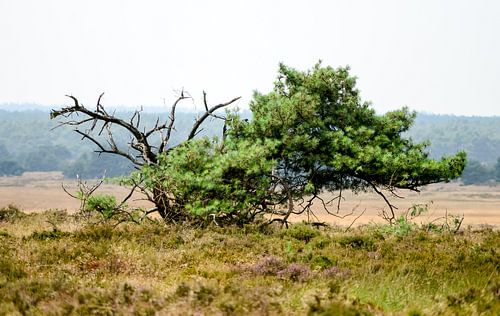 Dode boom in landschap