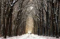 Winter Walk II par Martin Podt Aperçu