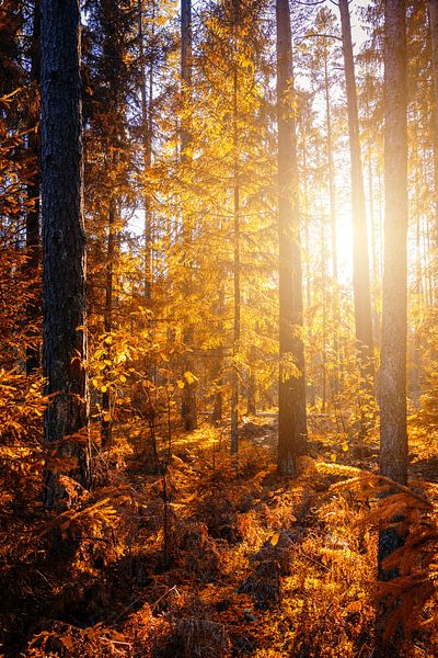 Autumn Vibes by Hello Pompoyo