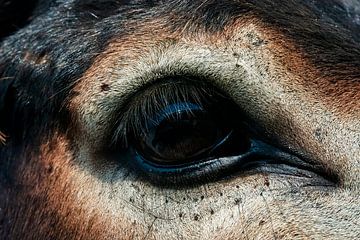 Right in the Donkey's eyes by Stefan van Beek