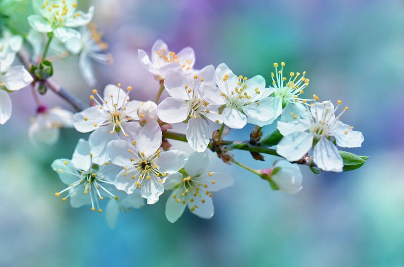Spring by Violetta Honkisz