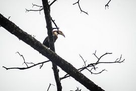 Ceram - Papuanischer Jährling (Nashornvogel) von Maurice Weststrate