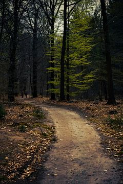 Walking in to the Woods. by PEEQ.