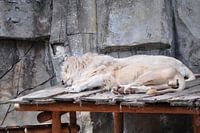 Tijger tiger
