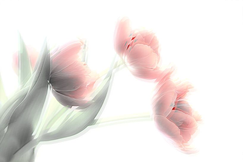 Tulpe von Ingrid Van Damme fotografie