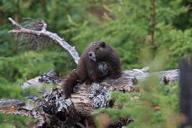 Vancouver Island Marmot , Marmota vancouverensis, Mount Washington , Vancouver Island, BC, Canada by Frank Fichtmüller