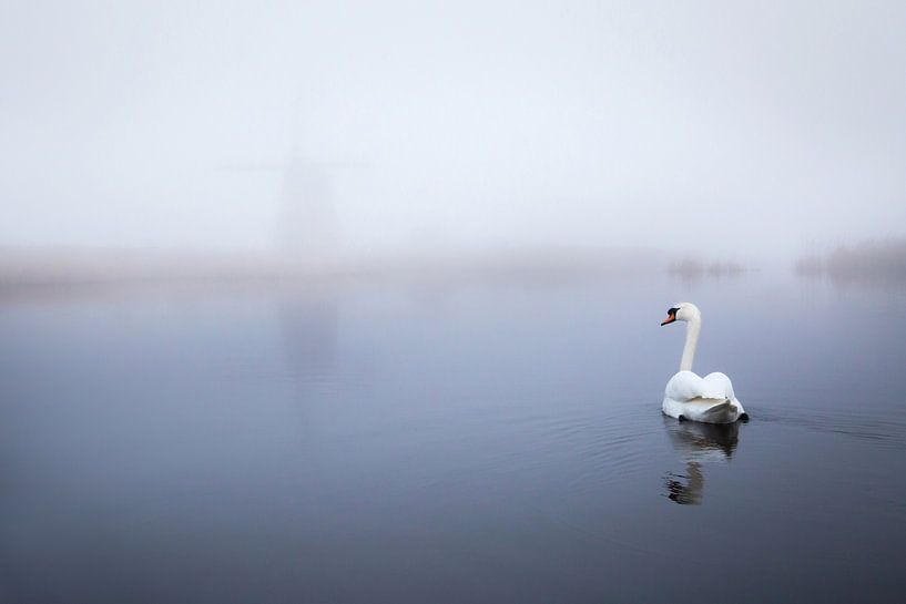 Swan by Dennis Claessens