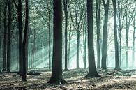 Green magic in the Speulderbos by Niels Barto thumbnail
