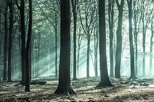 La magie verte dans le Speulderbos
