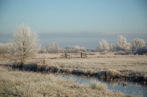 De Wieden in de winter.