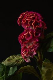 Velvet Reverie sur Cindy Coenen Fine Art