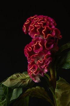 Velvet Reverie