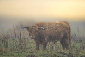 Jonge Schotse hooglander tijdens een mistige zonsopkomst
