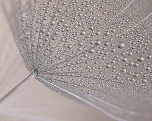 Pastel-coloured abstraction: Droplets on a seed pod of a Tragopogon (morning star)
