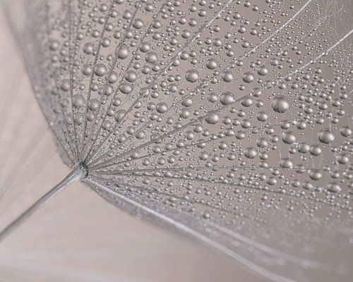 Pastelkleurige abstractie: Druppeltjes aan een zaadpluis van een Tragopogon (morgenster)