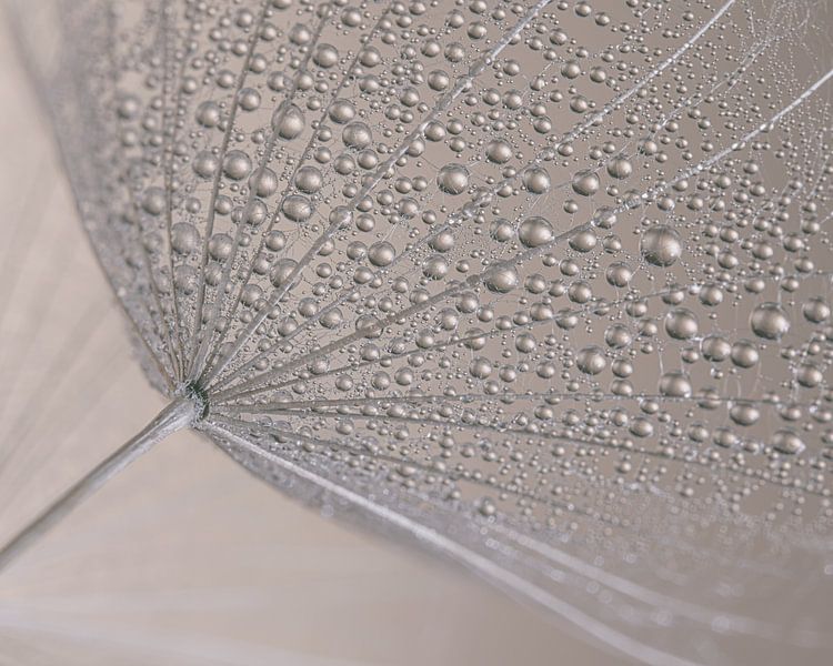 Pastel-coloured abstraction: Droplets on a seed pod of a Tragopogon (morning star) by Marjolijn van den Berg
