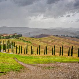 Tuscan landscape with Cypresses in Val d'Orcia by Kevin Baarda