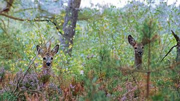 Roe Deer Male And Female
