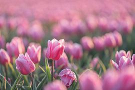 Holländische Tulpen