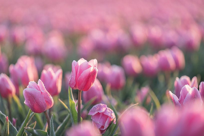 Dutch tulips by Eva Fontijn