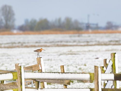 Grutto in besneeuwd polderlandschap