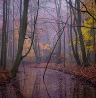 Autumn in the forest