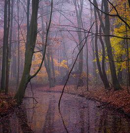 Der Herbst im Wald von Tomas van der Weijden