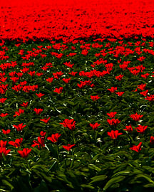A field full of red tulips