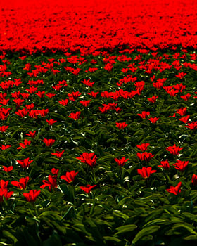 Een veld vol rode tulpen