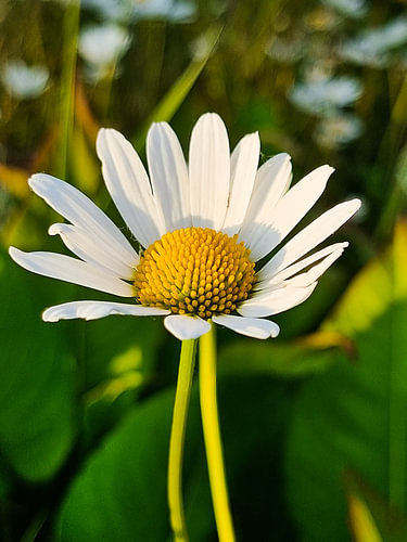 Une marguerite blanche baignée de soleil dans la prairie
