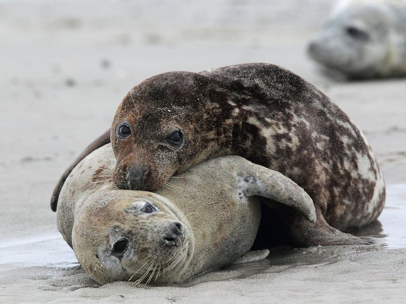 Grey seals (Halichoerus grypus) by Dirk Rüter