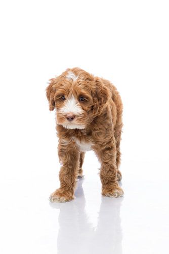 Photography dog/puppy white with mirror image