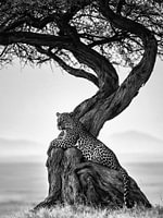Photo en noir et blanc d'un léopard sous un arbre