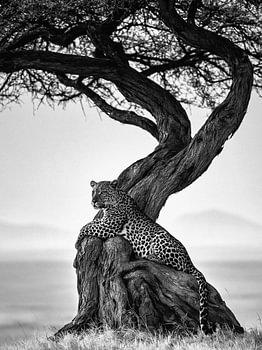 Schwarz-Weiß-Foto eines Leoparden unter einem Baum