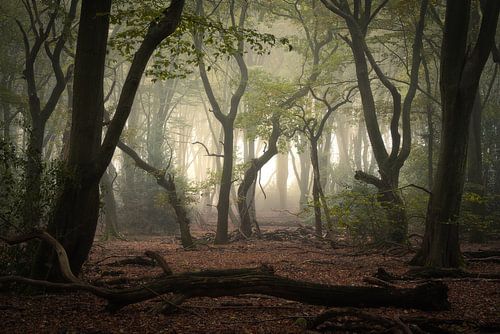 Arbres noueux dansant dans la brume d'automne