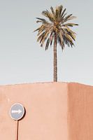 Palm tree of Riad Laarouss