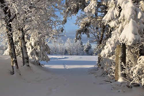 Een bospad in de winter
