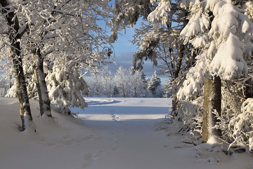 Ein Waldweg im Winter von Claude Laprise