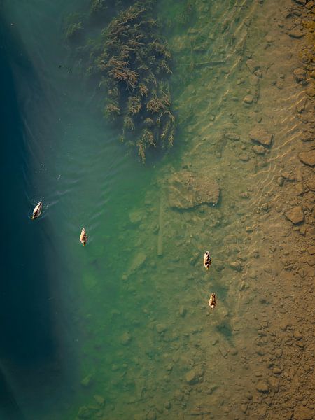 Dugs swimming on the Rhein river by Stefan Heesch