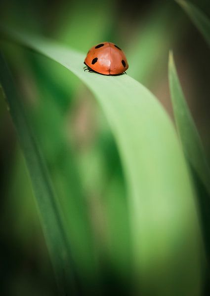 Leaving by Harrie van der Meer