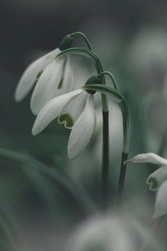 Cool snowdrops by KB Design & Photography (Karen Brouwer)