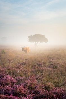 Foggy Highlander - Een Schotse hooglander op een mistige heide