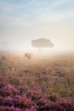 Foggy Highlander - Un highlander écossais sur une lande brumeuse sur Koen Boelrijk Photography